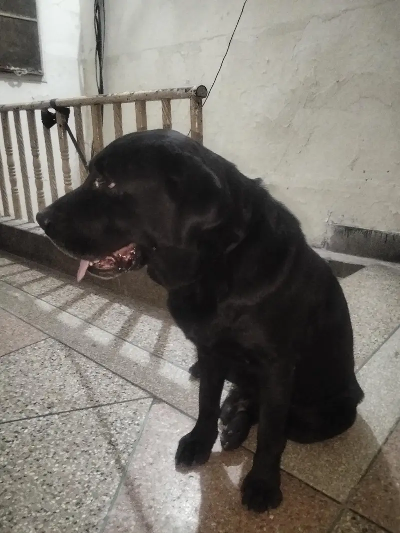 Labrador — photo 3