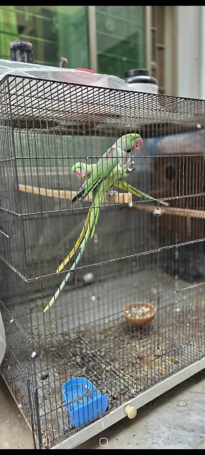 kasmiri Raw parrot / Breeder pair