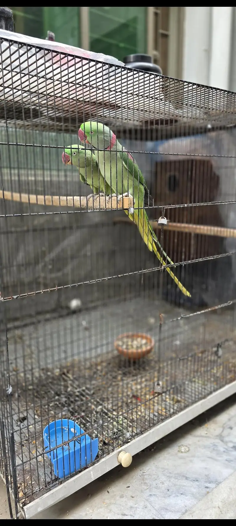 kasmiri Raw parrot / Breeder pair — photo 2