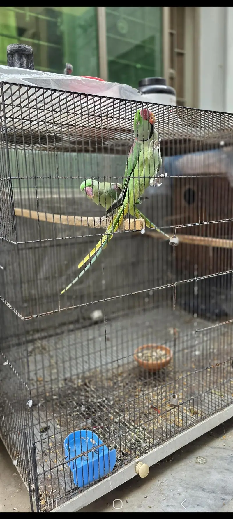 kasmiri Raw parrot / Breeder pair — photo 3