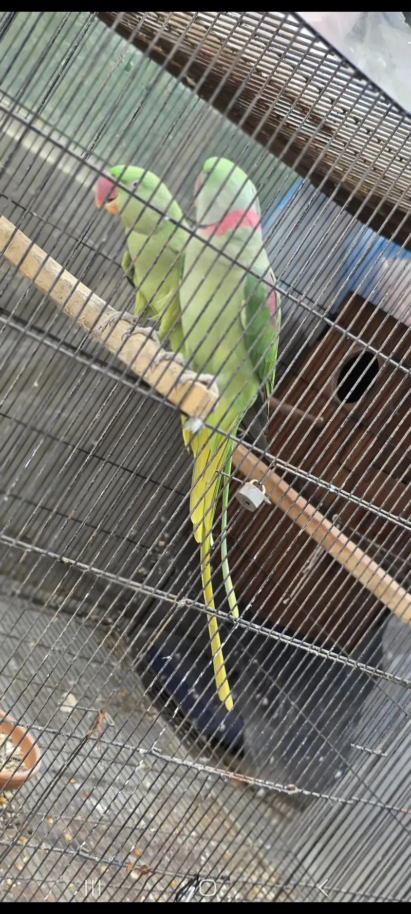 kasmiri Raw parrot / Breeder pair — photo 4