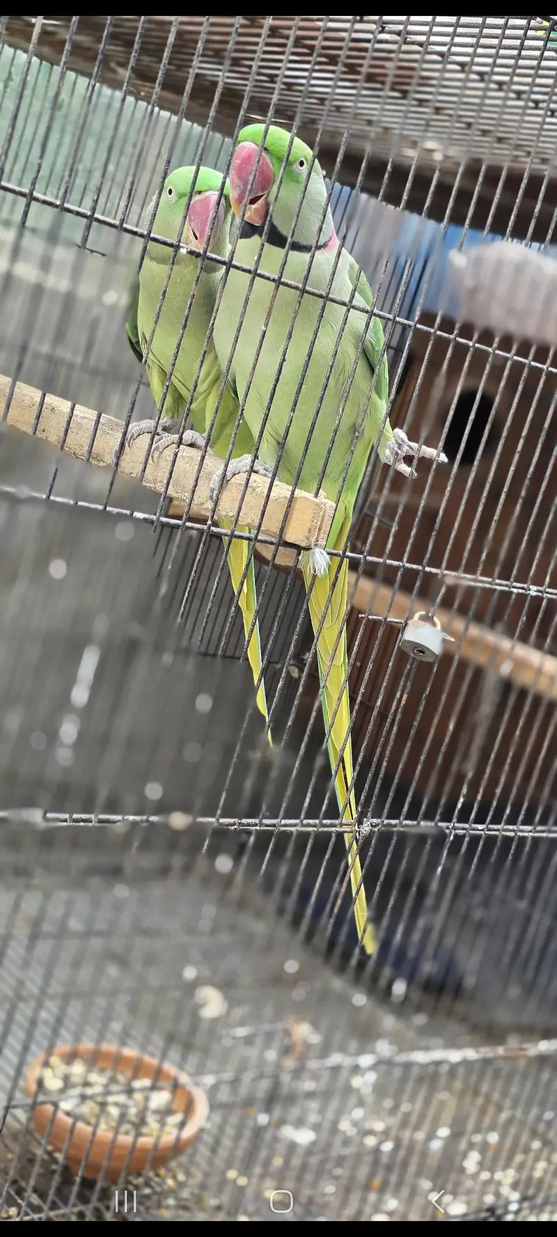 kasmiri Raw parrot / Breeder pair — photo 5