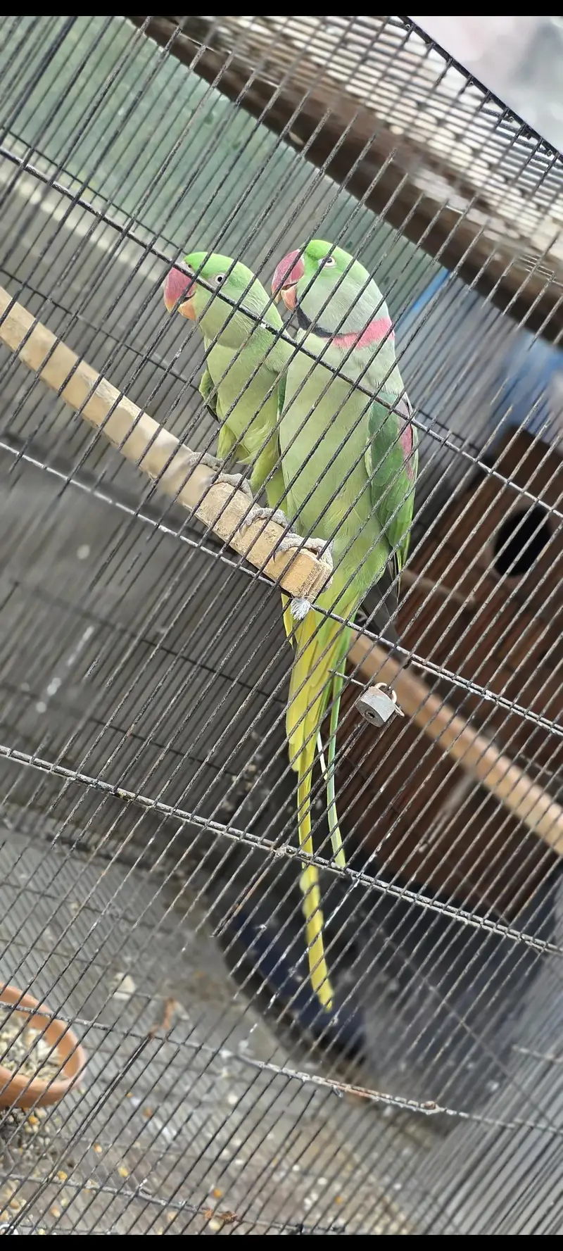 kasmiri Raw parrot / Breeder pair — photo 6