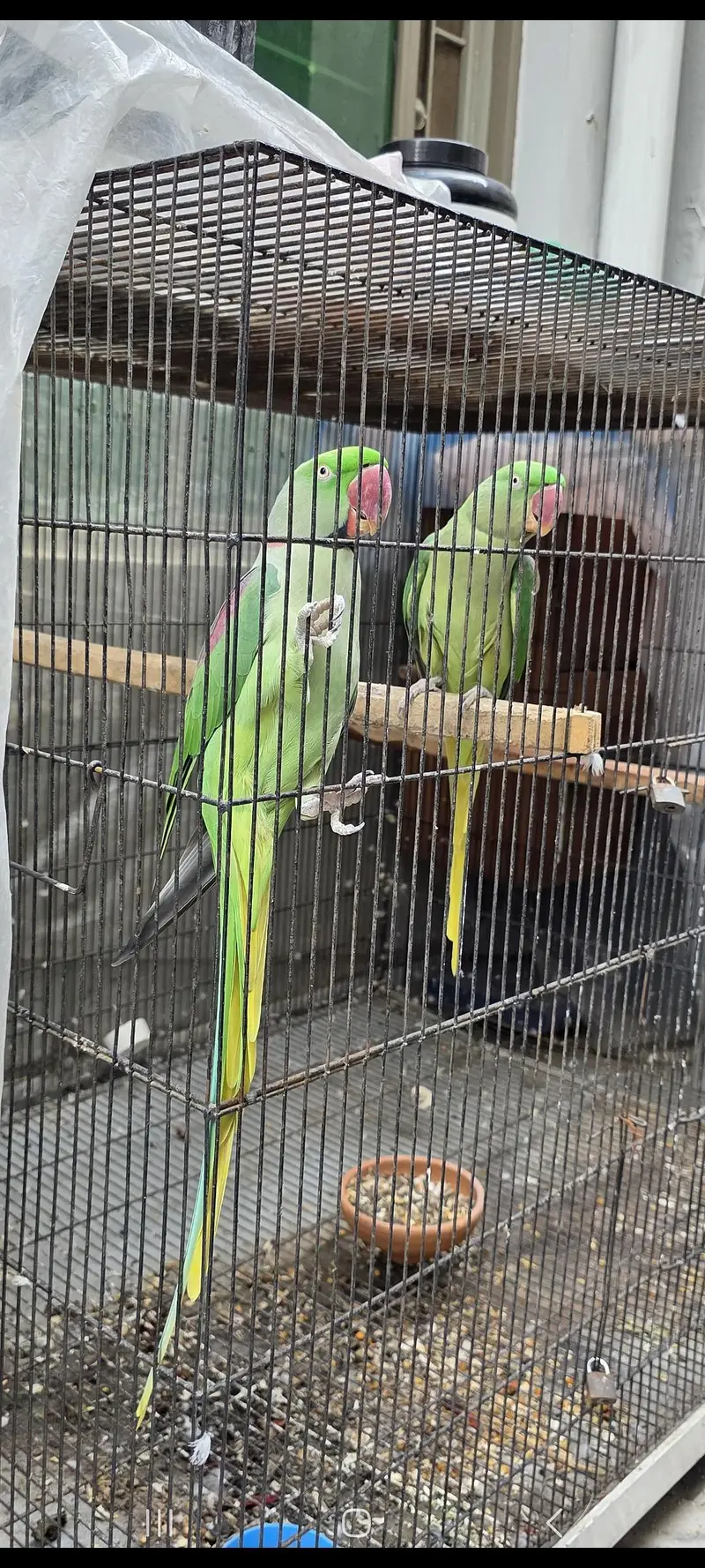 kasmiri Raw parrot / Breeder pair — photo 7
