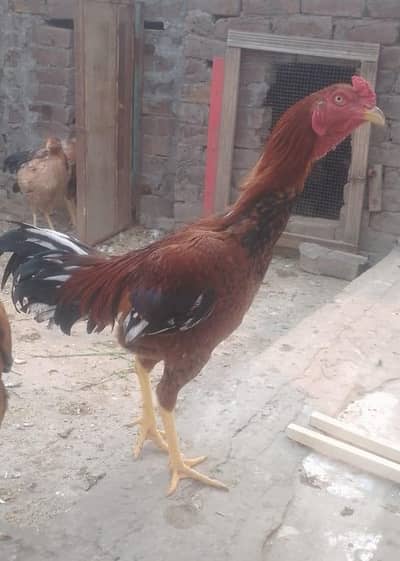 aseel pathy available for sale