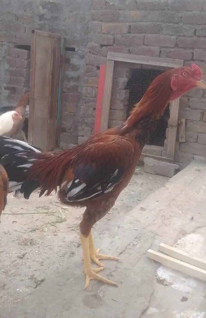aseel pathy available for sale — photo 2