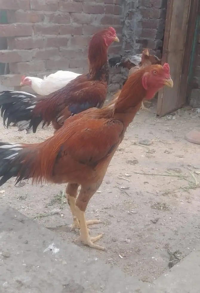 aseel pathy available for sale — photo 3