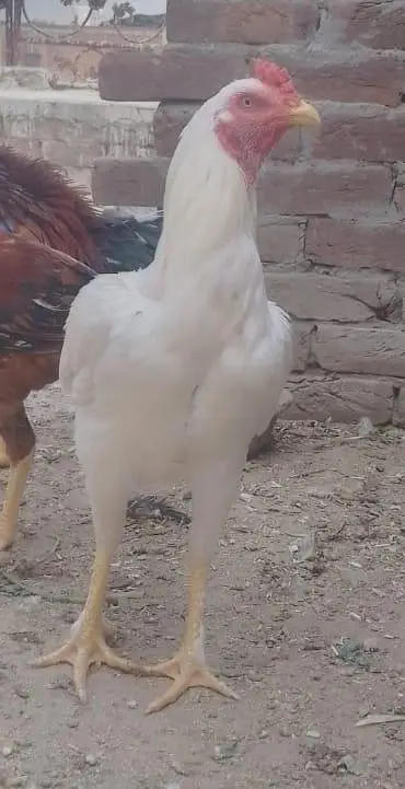 aseel pathy available for sale — photo 4