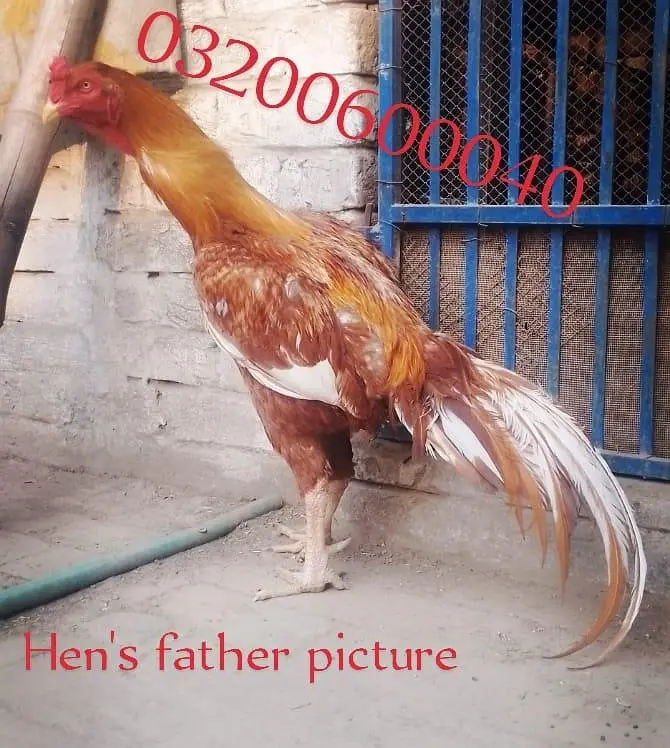aseel pathy available for sale — photo 6