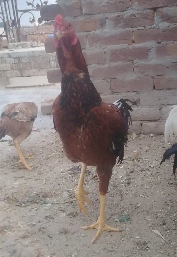 aseel pathy available for sale — photo 7