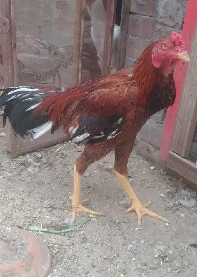 aseel pathy available for sale — photo 8