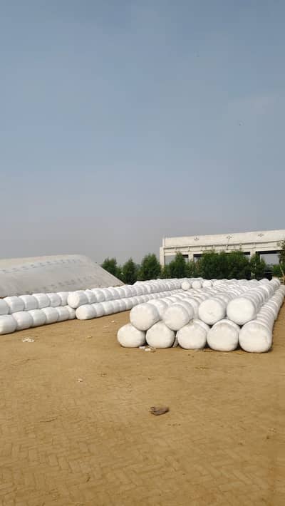 Corn Silage / Maki Silage / Animal Feeds Silage / Silage