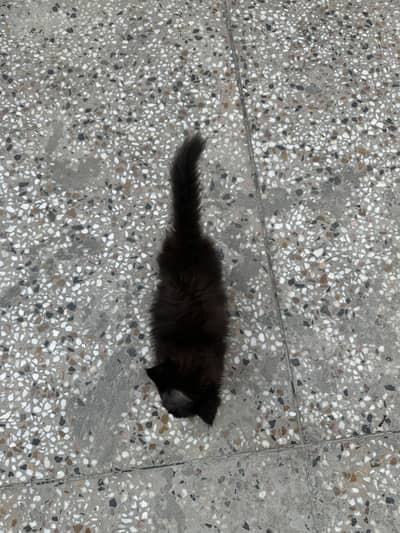 Persian cat kitten