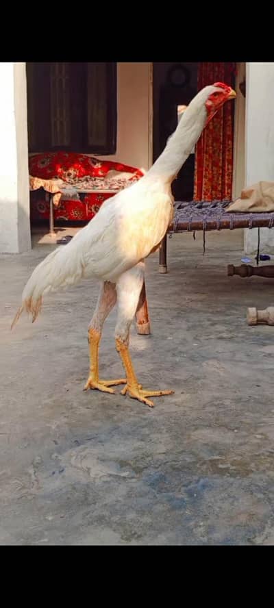o white shamo male 6 month