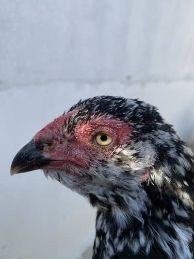 Double body aseel hens