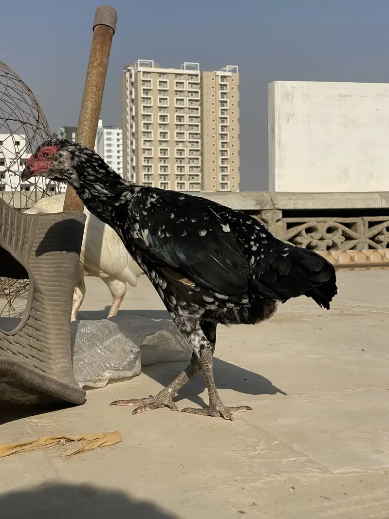Double body aseel hens — photo 2
