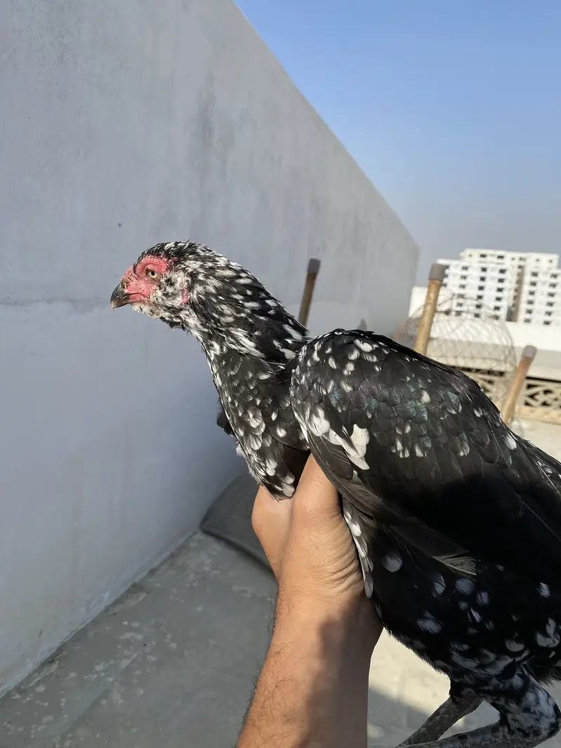 Double body aseel hens — photo 3