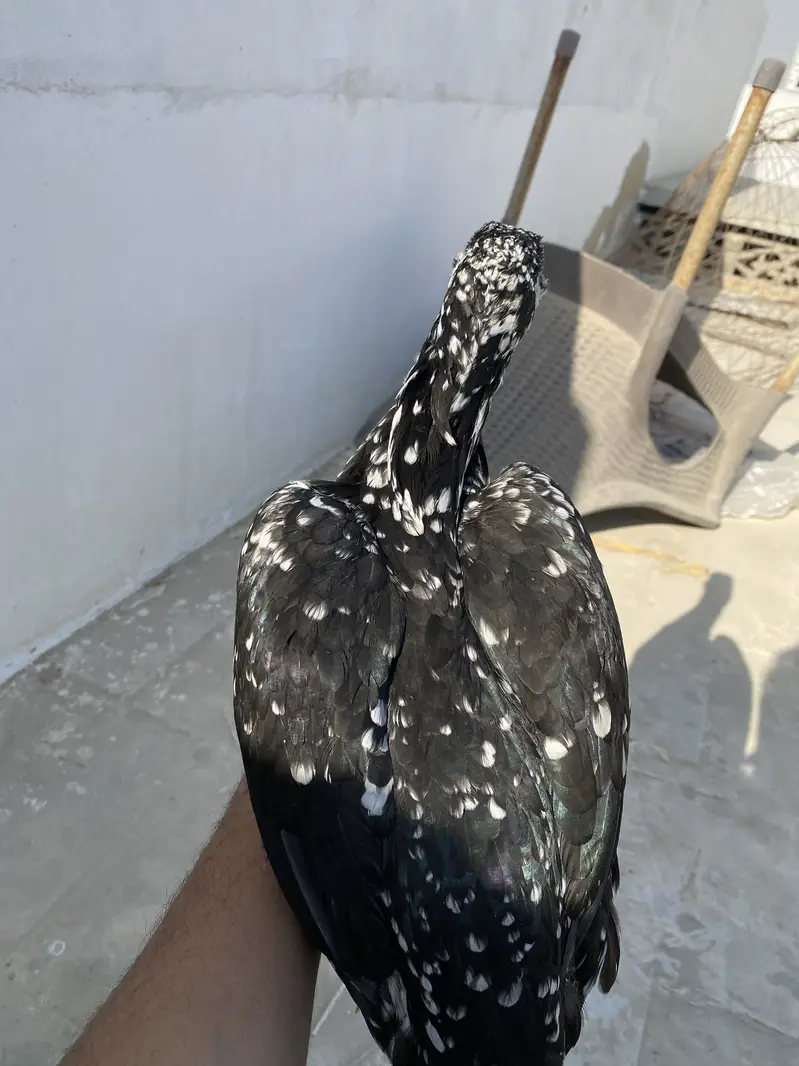Double body aseel hens — photo 5