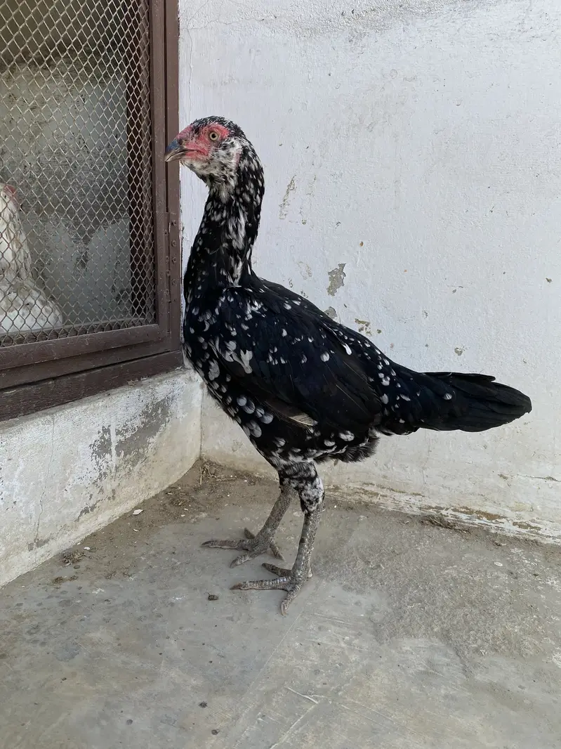 Double body aseel hens — photo 6