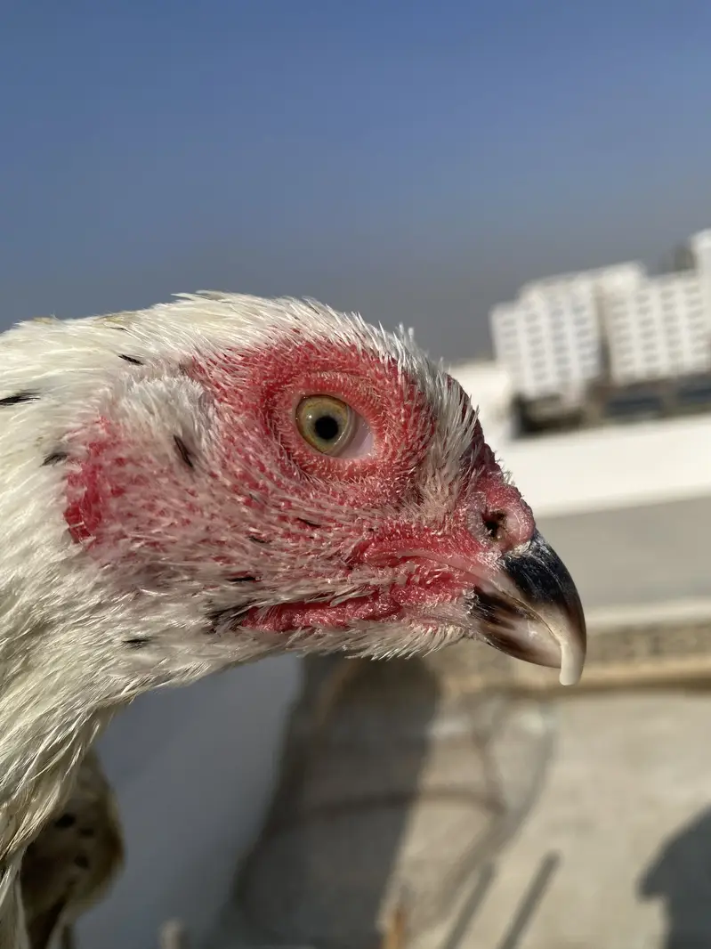 Double body aseel hens — photo 7