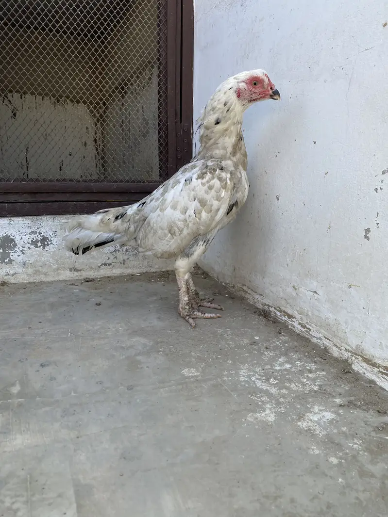 Double body aseel hens — photo 8