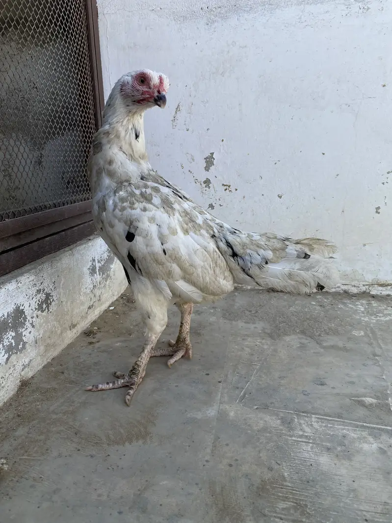 Double body aseel hens — photo 9