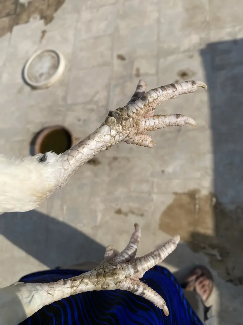 Double body aseel hens — photo 10