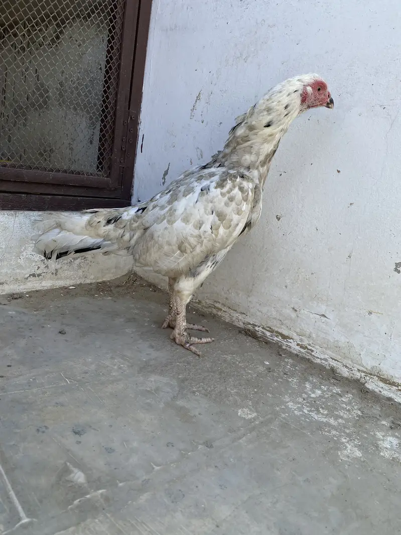 Double body aseel hens — photo 11