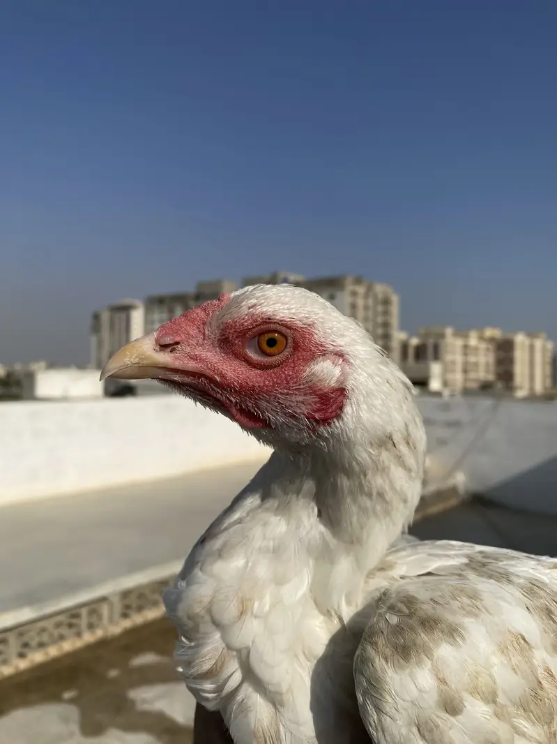 Double body aseel hens — photo 12