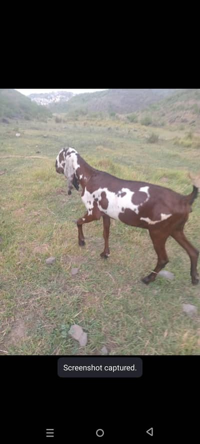 mashallah . beautiful betaal bakree for sale