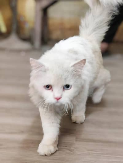 white Persian Odd eyes cat -fulffy & healthy