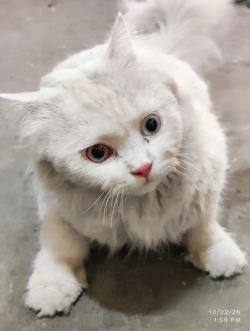 white Persian Odd eyes cat -fulffy & healthy — photo 2