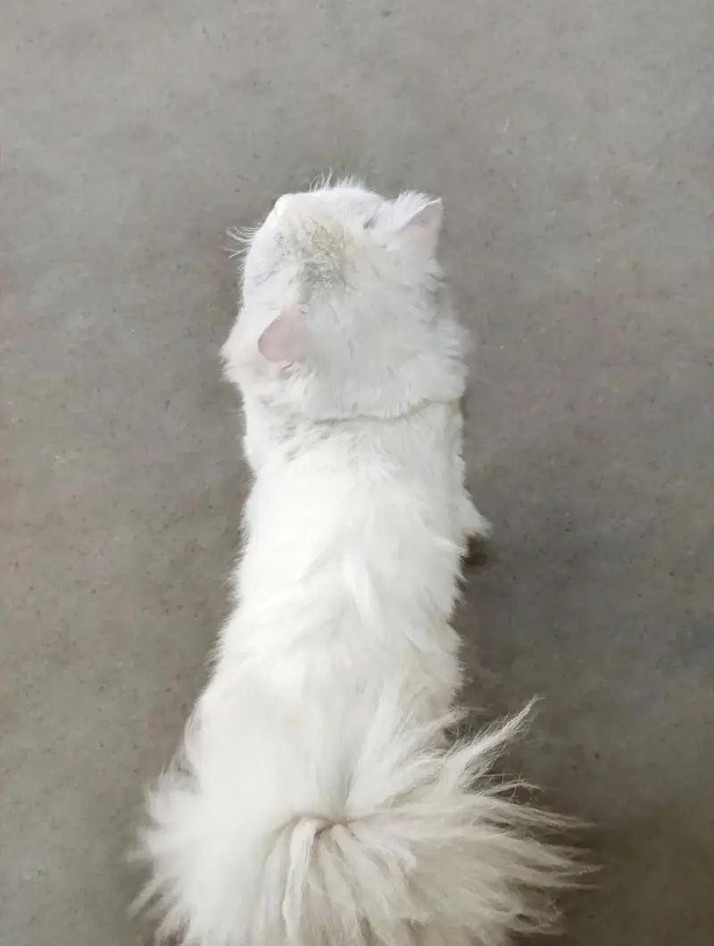 white Persian Odd eyes cat -fulffy & healthy — photo 3