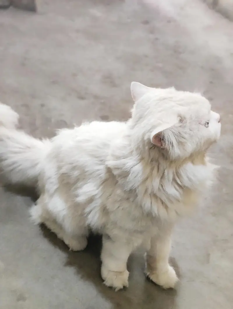 white Persian Odd eyes cat -fulffy & healthy — photo 4