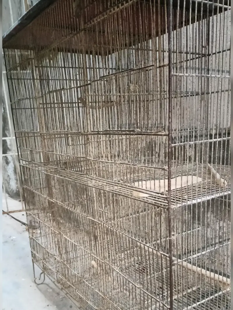 Birds Cage 6 Portions — photo 2