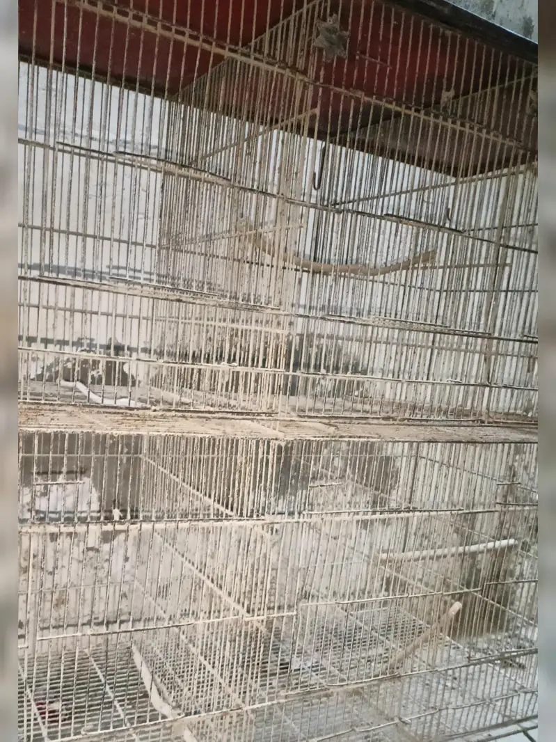 Birds Cage 6 Portions — photo 3