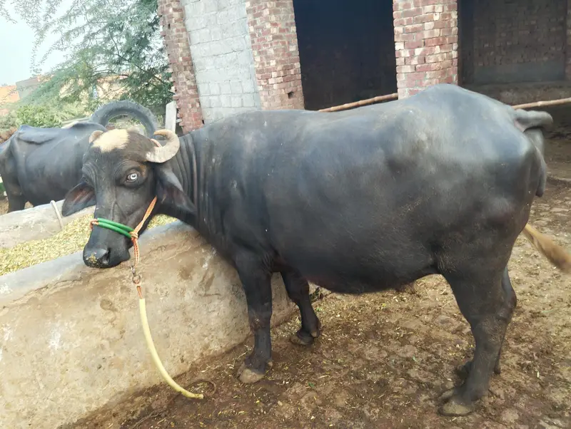 نیلی راوی حاملہ بھینس برائے فروخت، عمر 3 سال — photo 3
