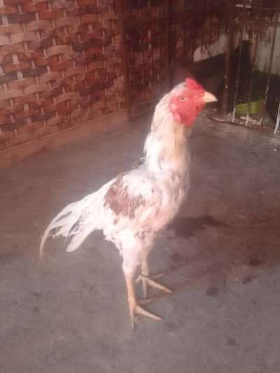Aseel bird old blood line