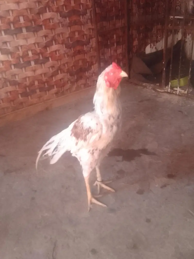 Aseel bird old blood line — photo 2