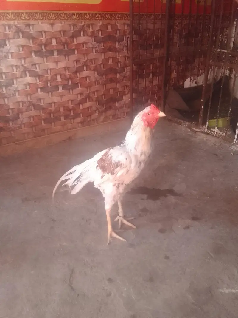 Aseel bird old blood line — photo 3