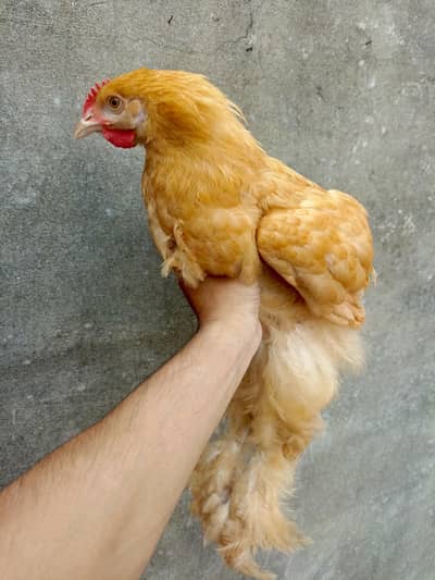 Golden Buff Males