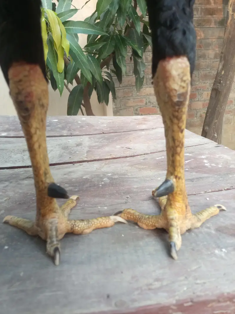 asil murga for sale Umar 14 minute jor band — photo 11