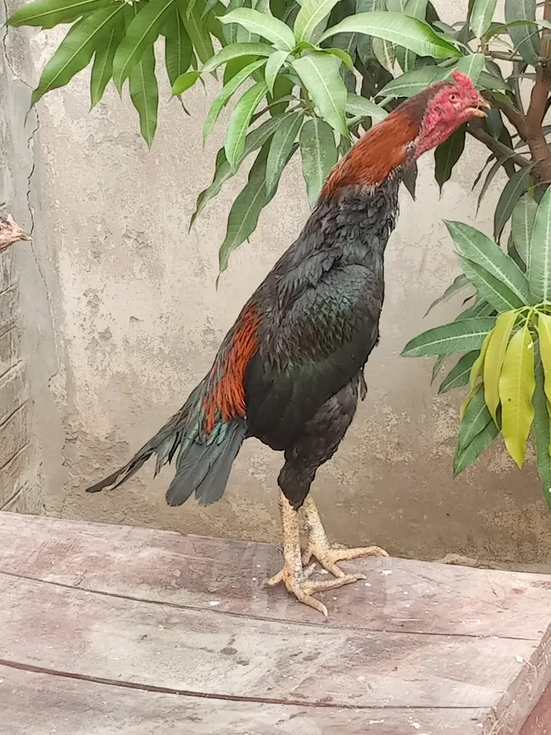 asil murga for sale Umar 14 minute jor band — photo 12