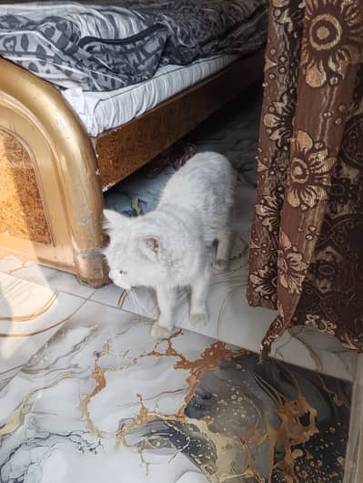 Persian cat pair