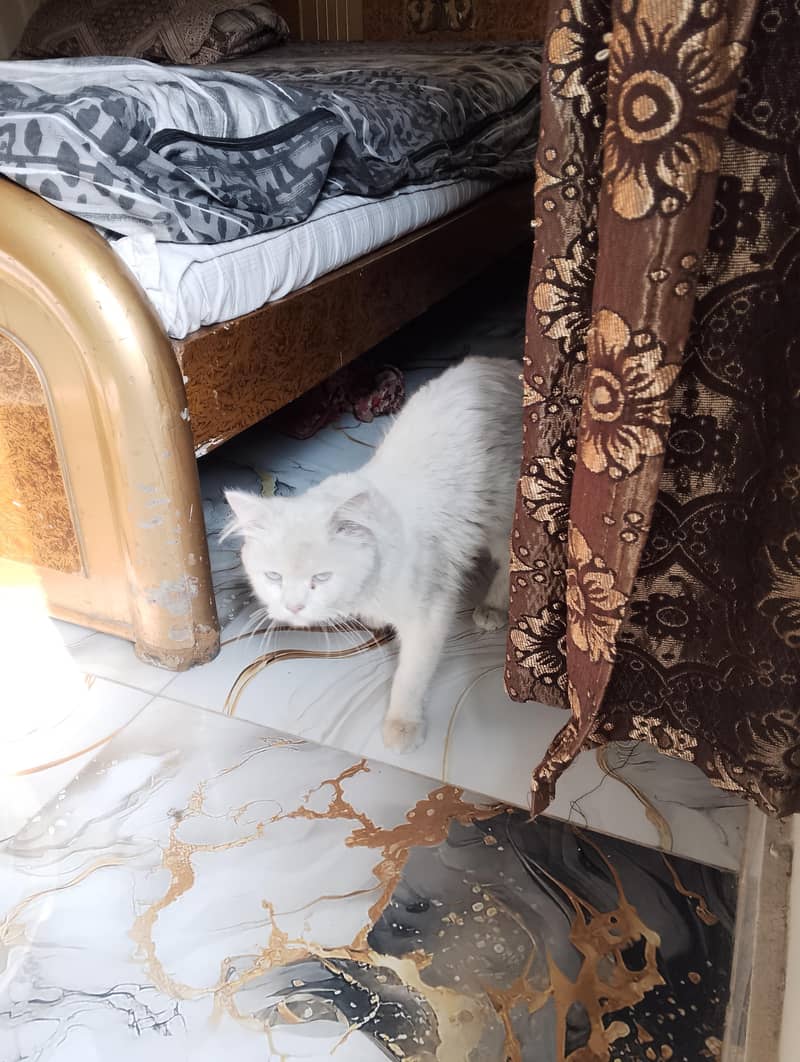 Persian cat pair 1