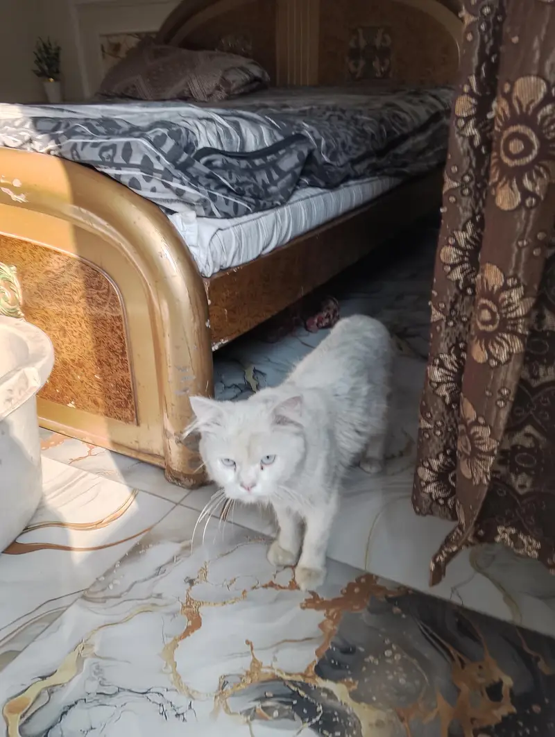 Persian cat pair — photo 3