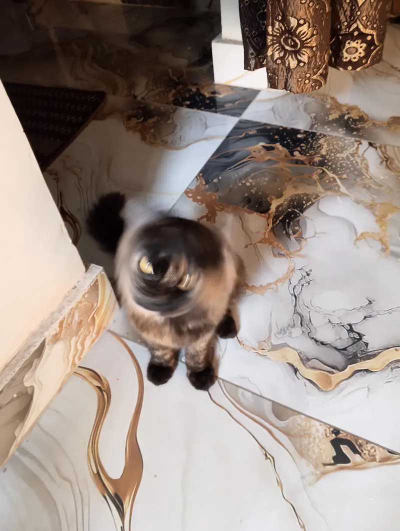 Persian cat pair — photo 4