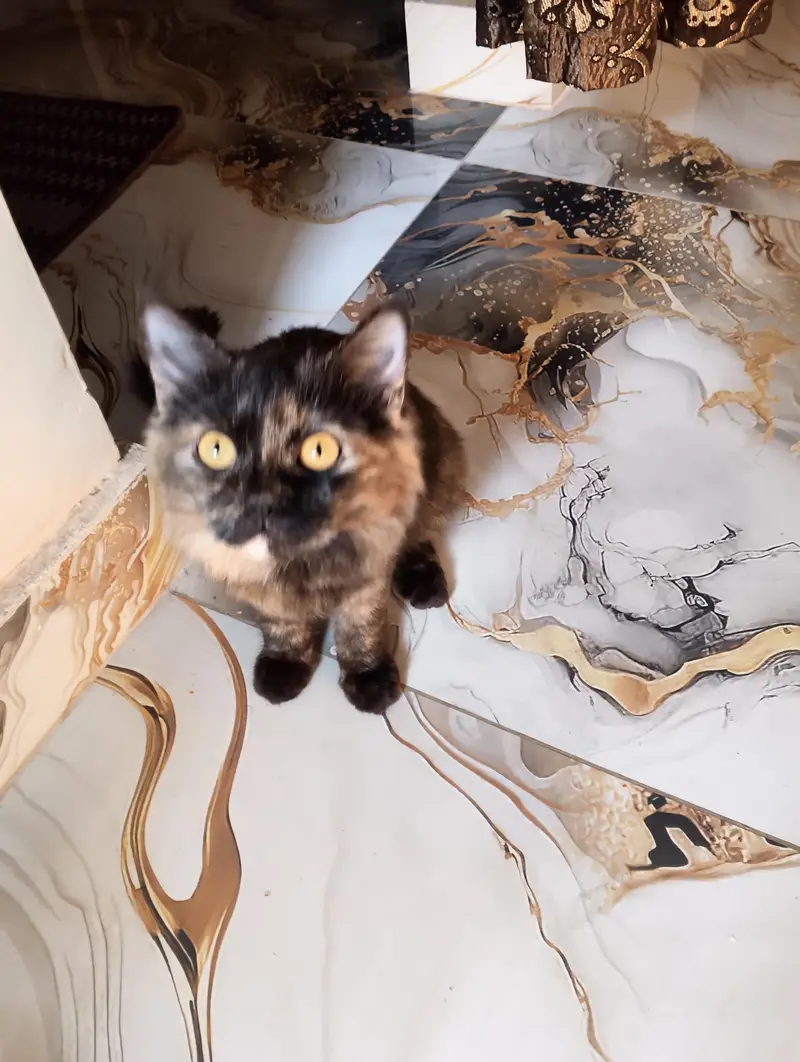 Persian cat pair — photo 5