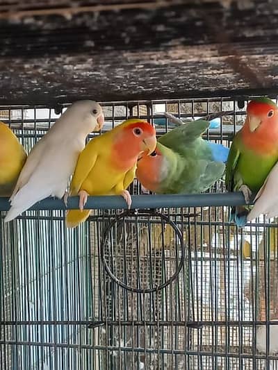 Lovebirds