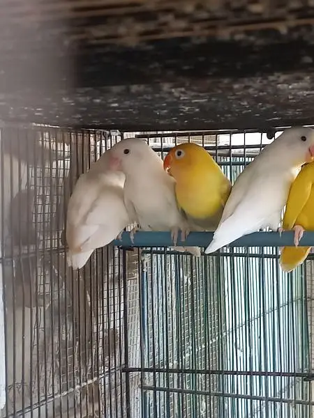 Lovebirds — photo 2